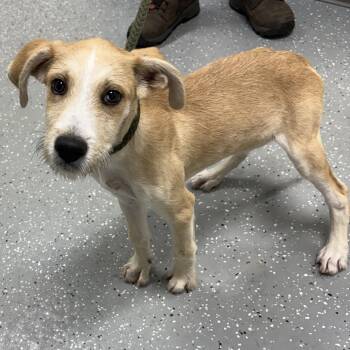 Huey -  Wirehaired Terrier and Goldendoodle Dog for Adoption in Bardstown, Kentucky - Huey | PetCurious