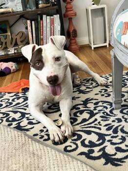 Rescue Pit Bull Terrier Dogs for Adoption in Spring, Texas - Parker | PetCurious