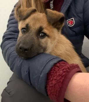 Rescue Husky and Shepherd Dogs for Adoption in Yellowknife, Northwest Territories - Cashew | PetCurious