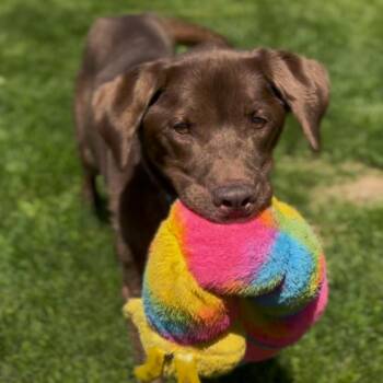 Parker -  Chocolate Labrador Retriever Dog for Adoption in Marysville, Ohio - Parker | PetCurious