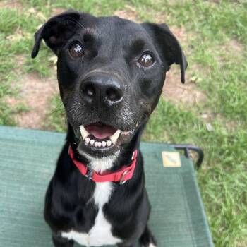 Rocky -  Black Labrador Retriever Dog for Adoption in Klein, Texas - Rocky | PetCurious