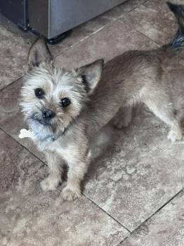 Maltese and Yorkshire Terrier Dogs Available for Adoption in San Tan Valley, Arizona - Cookie | PetCurious