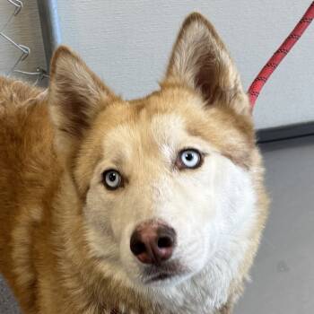 Rescue Mixed Breed Dogs for Adoption in Las Cruces, New Mexico - Snowball | PetCurious