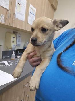 Popeye -  French Bulldog and Corgi Dog for Adoption in Kennewick, Washington - Popeye | PetCurious