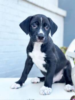 Rescue Labrador Retriever and Mixed Breed Dogs for Adoption in Savage, Minnesota - Construction Litter - Bulldozer | PetCurious