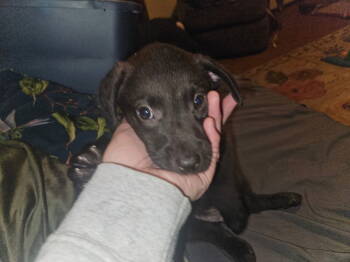 Rescue Terrier Dogs for Adoption in New London, Wisconsin - Freddy | PetCurious