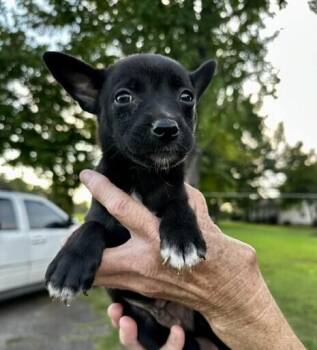 Baby Willie -  Australian Shepherd and Pomeranian Dog for Adoption in Washington, District Of Columbia - Baby Willie | PetCurious