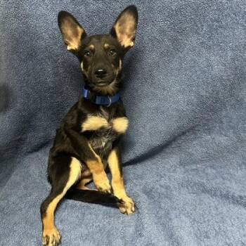 Lyon -  Australian Cattle Dog Blue Heeler Dog for Adoption in Red Bluff, California - Lyon | PetCurious