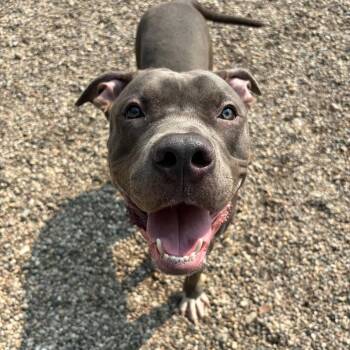 Spud -  Mixed Breed Dog for Adoption in West Olive, Michigan - Spud | PetCurious