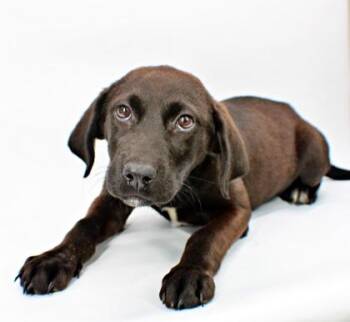 Toasted Cheese -  Labrador Retriever and Mixed Breed Dog for Adoption in Morton Grove, Illinois - Toasted Cheese | PetCurious