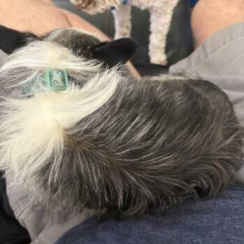 Angel -  Chihuahua and Wire Fox Terrier Dog for Adoption in Fishers, Indiana - Angel | PetCurious