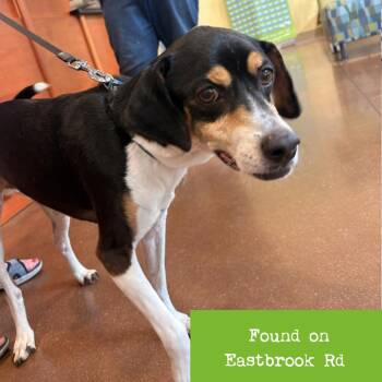 Acer -  Beagle and Terrier Dog for Adoption in Lynchburg, Virginia - Acer | PetCurious
