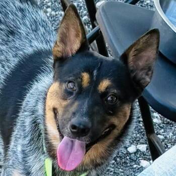 Bluey -  Cattle Dog and Mixed Breed Dog for Adoption in Corpus Christi, Texas - Bluey | PetCurious