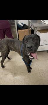 SCOOBY -  Great Dane Dog for Adoption in Killeen, Texas - SCOOBY | PetCurious