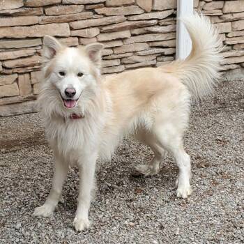 Mixed Breed Dogs Available for Adoption in Fairport, New York - Louie | PetCurious