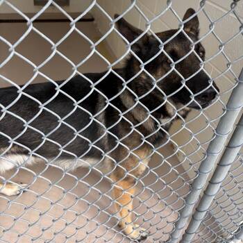 Rin Tin Tin -  German Shepherd Dog Dog for Adoption in Newark, New Jersey - Rin Tin Tin | PetCurious