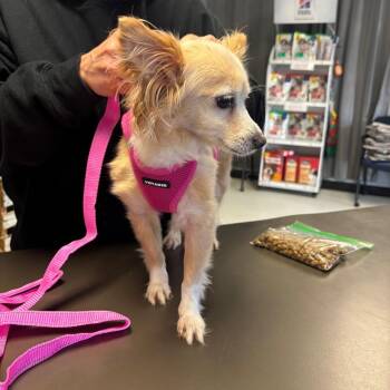 Pomeranian Dogs Available for Adoption - Rhea | PetCurious