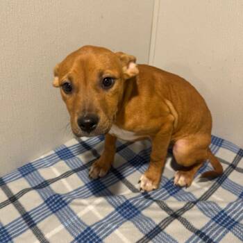 Terrier Dogs Available for Adoption - Dixie | PetCurious