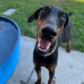 Rescue Doberman Pinscher Dogs for Adoption in Bothell, Washington - Peach | PetCurious