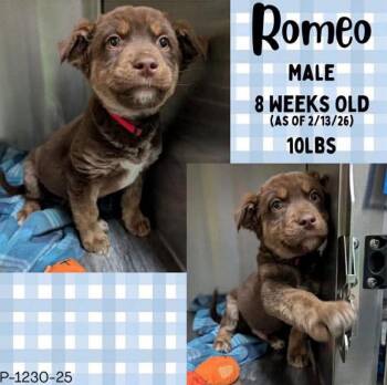 Australian Shepherd Dogs Available for Adoption - Romeo | PetCurious