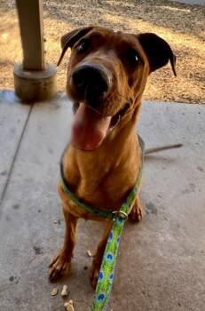 Labrador Retriever and Mixed Breed Dogs Available for Adoption in South Lake Tahoe, California - ODIE | PetCurious