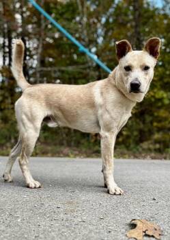 Rescue German Shepherd Dog Dogs for Adoption in Waverly, Tennessee - MAGNUM | PetCurious