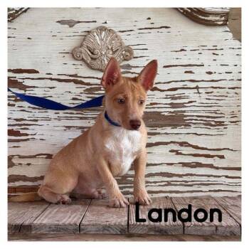 Landon -  Cairn Terrier Dog for Adoption in Carrollton, Texas - Landon | PetCurious