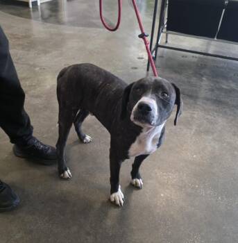 Found stray: Gene -  Pit Bull Terrier Dog for Adoption in Rockwall, Texas - Found Stray: Gene | PetCurious