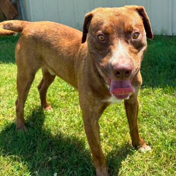Titan -  Mountain Cur and Mixed Breed Dog for Adoption in Hackett, Arkansas - Titan | PetCurious