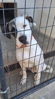 Liam -  Hound Dog for Adoption in Stanton, Kentucky - Liam | PetCurious