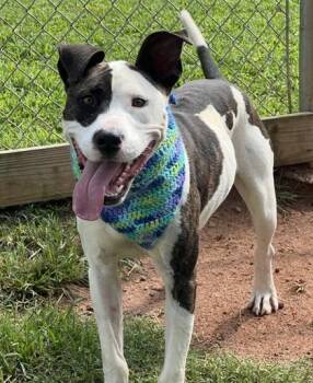 Rufus - $85 -  Pit Bull Terrier and Mixed Breed Dog for Adoption in Seneca, South Carolina - Rufus - $85 | PetCurious