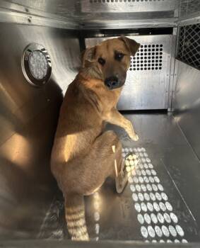 Rescue Shepherd and Mixed Breed Dogs for Adoption in Fort Worth, Texas - 59783169 | PetCurious