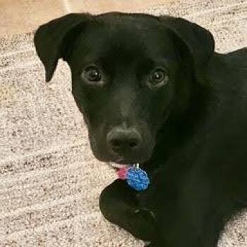 Rescue Australian Shepherd and Cattle Dog Dogs for Adoption in Green Valley, Arizona - Rosie | PetCurious