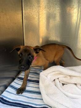 CHERRY -  Belgian Shepherd Malinois and Mixed Breed Dog for Adoption in Moreno Valley, California - CHERRY | PetCurious