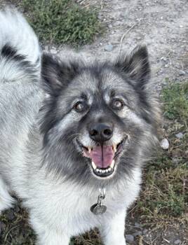 Tucker -  Keeshond Dog for Adoption in Grant, Nebraska - Tucker | PetCurious