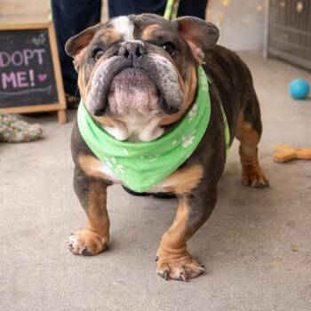 English Bulldog Dogs Available for Adoption - Pretzel | PetCurious