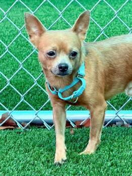 Moore -  Chihuahua and Mixed Breed Dog Available for Adoption in Cape Coral, Florida - Moore | PetCurious
