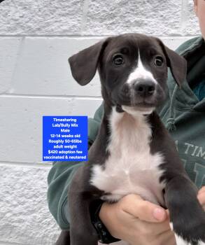 Labrador Retriever and American Bully Dogs Available for Adoption - Timesharing  | PetCurious