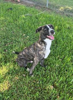 Sherlock -  Plott Hound Dog for Adoption in Friendswood, Texas - Sherlock | PetCurious