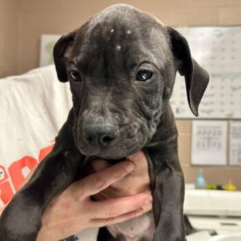 Captain Kirk -  Pit Bull Terrier Dog for Adoption in Newport, North Carolina - Captain Kirk | PetCurious