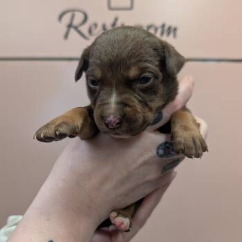 Mocha Frappe -  Mixed Breed Dog for Adoption in Huntsville, Arkansas - Mocha Frappe | PetCurious