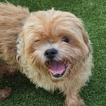 Connie -  Shih Tzu Dog for Adoption in Chattanooga, Tennessee - Connie | PetCurious