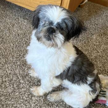 Shih Tzu and Mixed Breed Dogs Available for Adoption in Madison, Wisconsin - Ziggy | PetCurious