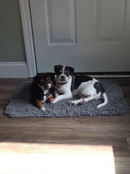 Peanut -  Chihuahua Dog for Adoption in Richardson, Texas - Peanut | PetCurious