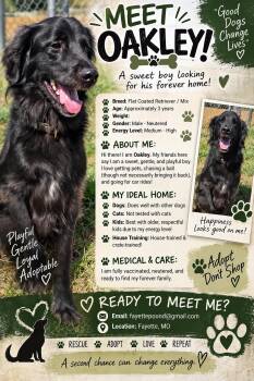 Oakley -  Retriever and Setter Dog for Adoption in Fayette, Missouri - Oakley | PetCurious