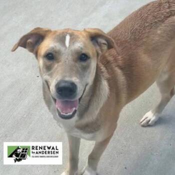 Rescue Labrador Retriever and Mixed Breed Dogs for Adoption in Burlington, Wisconsin - Nugget | PetCurious