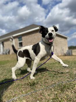 Courtesy - ChiChi -  Pit Bull Terrier Dog for Adoption in Mobile, Alabama - Courtesy - ChiChi | PetCurious