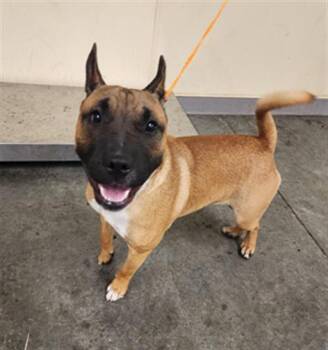 Rescue Bull Terrier and Mixed Breed Dogs for Adoption in Tustin, California - ZIGGY | PetCurious