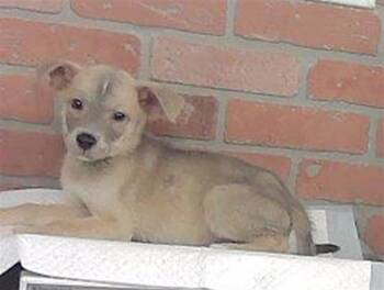 SIR -  Labrador Retriever and Mixed Breed Dog for Adoption in Houston, Texas - SIR | PetCurious