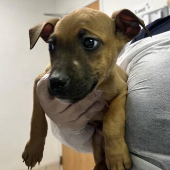 Pride -  Mixed Breed Dog for Adoption in Charleston, West Virginia - Pride | PetCurious